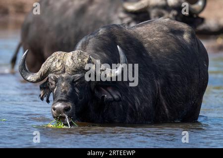 Porträt eines Cape Buffalo (Syncerus Caffer), der im Wasser steht und Flussgras im Chobe Nationalpark isst; Chobe, Botswana Stockfoto