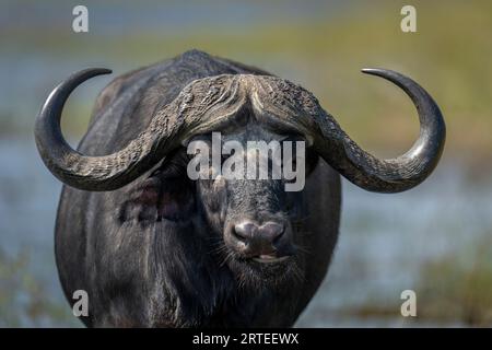 Nahaufnahme des Porträts eines Cape Buffalo (Syncerus Caffer), der im Chobe-Nationalpark in Chobe, Botswana, stehend und kauen und die Kamera ansieht Stockfoto