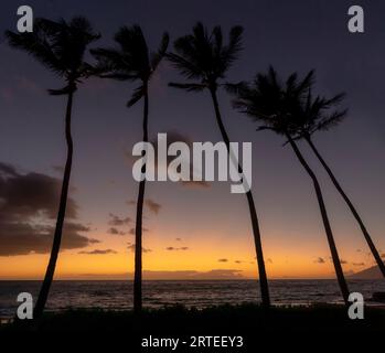 Dramatische Aussicht durch eine Reihe von Palmen, die sich vor dem tiefen, goldenen Glanz des Sonnenuntergangs über dem Pazifischen Ozean vom Strand von Grand Wailea aus abheben Stockfoto