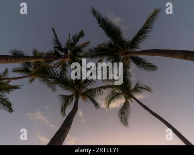 Blick auf Palmen (Arecaceae), die in der Dämmerung am Strand von Grand Wailea vor dem blauen Himmel stehen Stockfoto