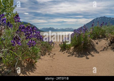 Lupinen (Lupinus kuschei) blühen im Vordergrund mit dem See Bennett und den Silhouetten der Berge in der Ferne an einem schönen Sommertag im... Stockfoto