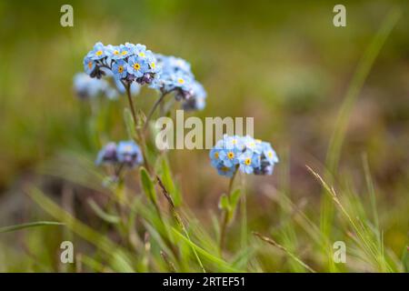 Nahaufnahme der alpinen Vergissmeinnots (Myosotis alpestris) an einem Berghang in der Nähe von Whitehorse; Whitehorse, Yukon Territory, Kanada Stockfoto