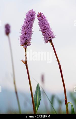 Nahaufnahme der blühenden Bistorte (Bistorta officinalis) vor grauem Himmel; Yukon, Kanada Stockfoto