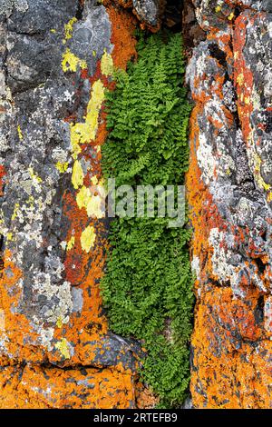 Nahaufnahme einer farbenfrohen Pflanzenwelt auf den Felsen des nördlichen Yukon; Yukon Territory, Kanada Stockfoto