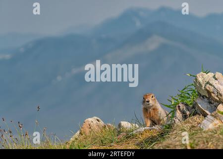 Porträt eines arktischen Bodenhörnchens (Urocitellus parryii), das auf einem Berggipfel sitzt und zwischen den Felsen hinausschaut, während er auf die Kamera blickt Stockfoto