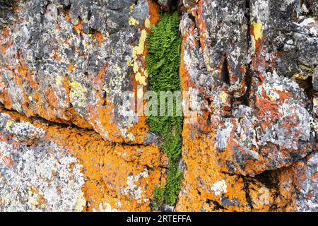 Nahaufnahme einer farbenfrohen Pflanzenwelt auf den Felsen des nördlichen Yukon; Yukon Territory, Kanada Stockfoto