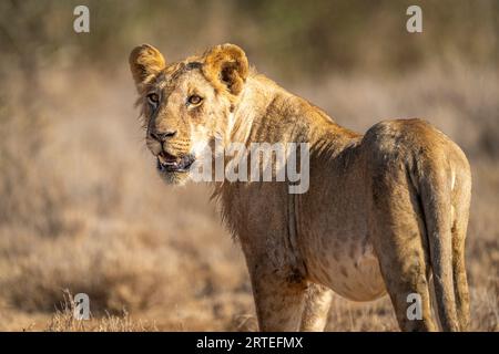 Nahporträt eines jungen männlichen Löwen (Panthera leo), der auf der Savanne steht und den Kopf dreht; Laikipia, Kenia Stockfoto