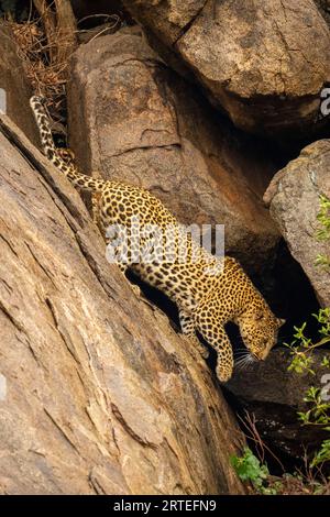 Der Leopard (Panthera pardus) klettert den steilen Felsen hinunter, der die Hebepfote der Felswände hinunterzieht; Laikipia, Kenia Stockfoto