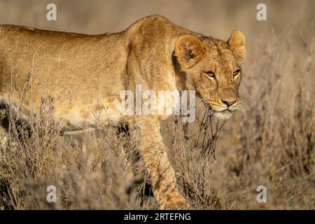 Nahaufnahme eines jungen männlichen Löwen (Panthera leo), der die Savanne durchquert; Laikipia, Kenia Stockfoto
