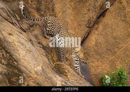 Leopard (Panthera pardus) klettert die Felswände hinunter in Richtung Busch; Laikipia, Kenia Stockfoto
