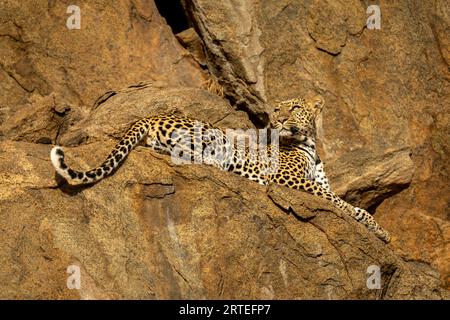 Leopard (Panthera pardus), der auf einem Felsvorsprung liegt und nach oben blickt; Laikipia, Kenia Stockfoto