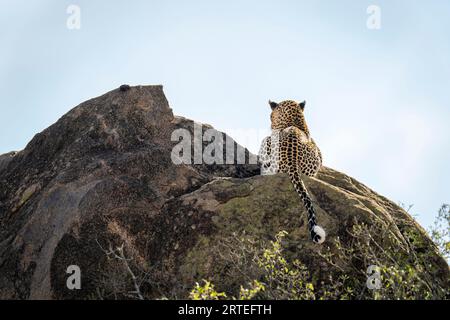 Leopard (Panthera pardus) liegt auf einem sonnendurchfluteten Felsbrocken mit Blick auf Kenia Stockfoto