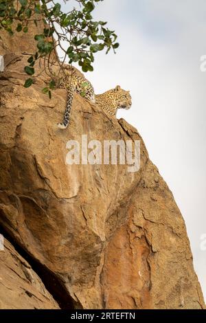 Leopard (Panthera pardus) liegt auf Felsen umgeben von Ästen; Kenia Stockfoto