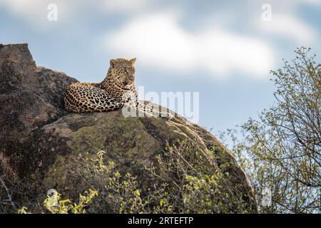 Leopard (Panthera pardus) liegt auf felsigem Felsvorsprung von Bäumen; Kenia Stockfoto