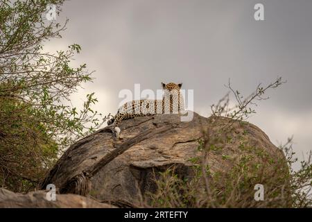 Leopard (Panthera pardus) liegt auf Felsen mit Rücken zur Kamera; Kenia Stockfoto