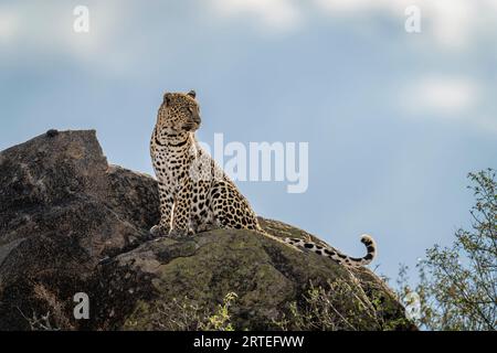 Leopard (Panthera pardus) sitzt auf einem sonnendurchfluteten Felsen, der den Kopf dreht; Kenia Stockfoto