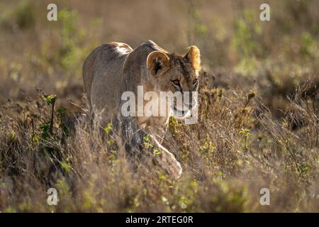 Nahaufnahme einer Löwin (Panthera leo), die bei Sonnenschein durch die niedrigen Büsche wandert; Laikipia, Kenia Stockfoto