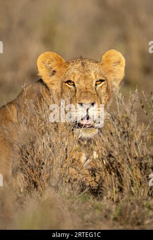 Nahporträt einer Löwin (Panthera leo), die im Gras liegt, in der Sonne über Büsche blickt und in die Kamera starrt; Laikipia, Kenia Stockfoto