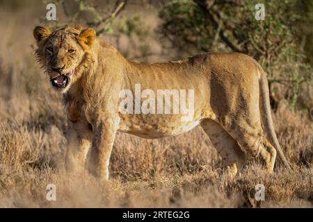 Porträt eines jungen männlichen Löwen (Panthera leo), der auf der Savanne steht, in die Kamera starrt und seine Lippen leckt; Laikipia, Kenia Stockfoto