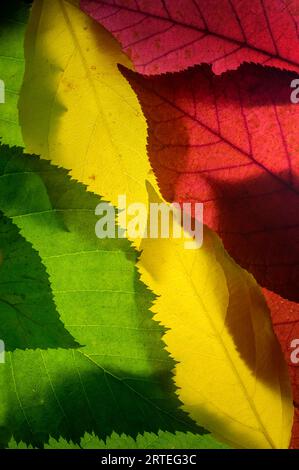 Nahaufnahme farbenfroher Herbstblätter aus der Umgebung von Anchorage, angeordnet und beleuchtet von hinten; Alaska, Vereinigte Staaten von Amerika Stockfoto