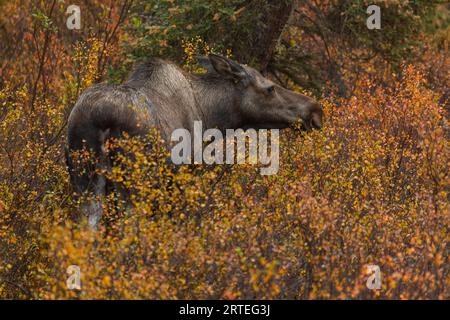 Blick von hinten auf einen Kuhelchen (Alces alces), der herbstfarbene Pinsel im Denali National Park, Alaska, USA, isst Stockfoto