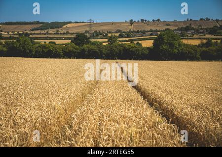 Weizenanbau auf dem Land mit Bäumen und Freileitungen in der Nähe von Arthingworth, Northamptonshire, England, Vereinigtes Königreich; Northamptonshire, England Stockfoto