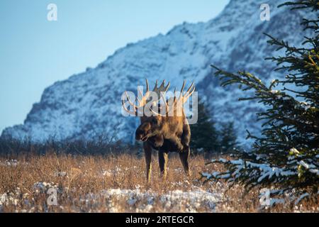 Stierelelche (Alces alces) beleuchtet von der Wintersonne am späten Nachmittag, stehend auf Tundra und schneebedecktem Gras mit schneebedeckter Fichte im Vorfeld... Stockfoto