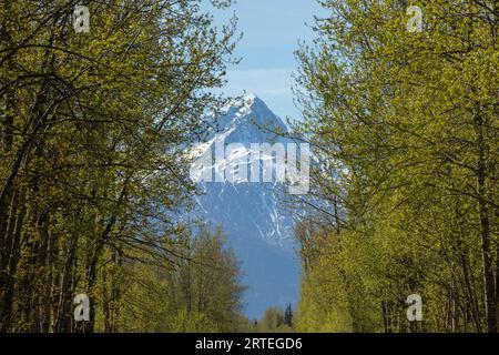 Cottonwood- und Birkenbäume, die mit nur sprießenden Frühlingsblättern platzen, bilden einen schneebedeckten Twin Peak in den Chugach Mountains im Hintergrund auf ... Stockfoto