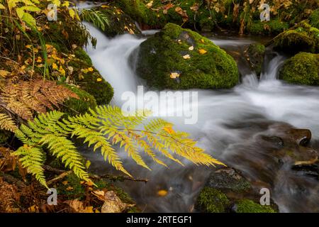 Lange Sicht des seidigen, glatten Rainbow Creek mit moosbedeckten Felsen und herbstlichen Blättern und riesigen Farnblättern im Vordergrund Stockfoto