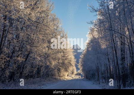 Frost flößt die Luft, kommt von frostigen Bäumen, säumt eine Straße in Palmer, Alaska, an einem sonnigen, blauen Himmel, Wintertag mit den Twin Peaks im Chugach M.. Stockfoto