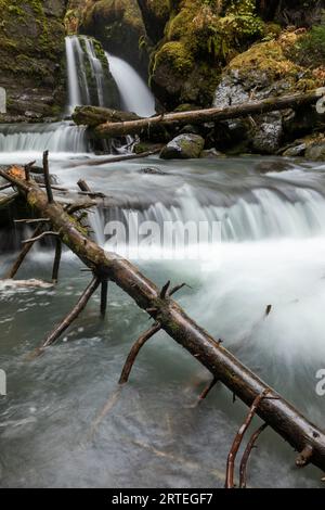 Die lange Exposition der Virgin Creek Falls erzeugt seidenglattes Wasser mit großen Bäumen, Stämmen, die an einem Herbsttag von ihren Blättern befreit sind Stockfoto