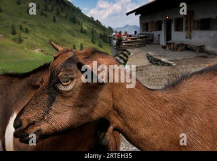 Frei herumlaufende Ziegen (Capra hircus) in der Nähe eines alpinen Restaurants; Alpbach, Österreich Stockfoto