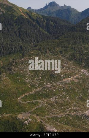 Frische, klare Schnitte auf Prince of Wales Island im Tongass National Forest, Alaska, USA; Prince of Wales, Alaska, Vereinigte Staaten von Amerika Stockfoto