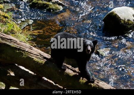 Schwarzbär (Ursus americanus) ernährt sich von Lachse im Tongass National Forest; Anan Creek, Alaska, Vereinigte Staaten von Amerika Stockfoto