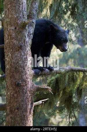 Schwarzbär (Ursus americanus) auf einem Baumzweig im Tongass National Forest; Anan Creek, Alaska, Vereinigte Staaten von Amerika Stockfoto