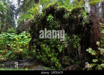 Entwurzelter Baum mit Farnen, die im Tongass National Forest, Sitka, Alaska, USA, wachsen Stockfoto