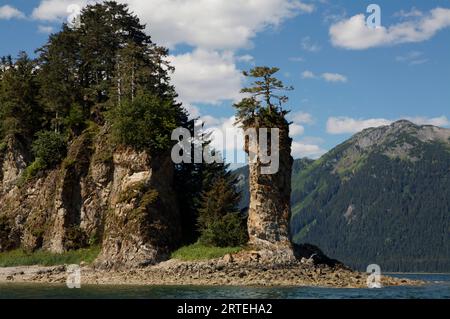 Bäume im gemäßigten Regenwald Alaskas wachsen an einem felsigen Ufer; Hoonah, Alaska, Vereinigte Staaten von Amerika Stockfoto