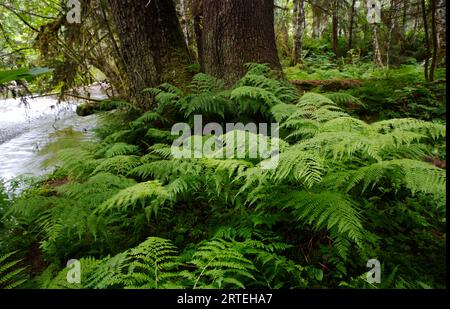 Farne wachsen in den Regenwäldern des Tongass National Forest; Chichigof Island, Alaska, Vereinigte Staaten von Amerika Stockfoto