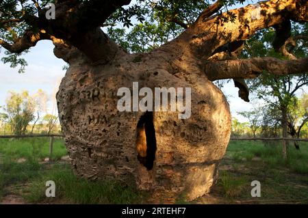 Öffnung in einem Bohnenbaum (Adansonia gregorii), der als Gefängnis für Gefangene diente; Derby, Australien Stockfoto