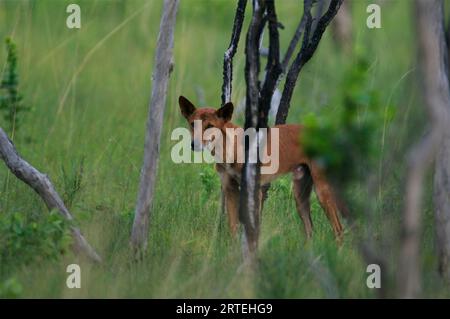 Alert Dingo (Canis familiaris Dingo) in einem bewaldeten Gebiet; Australien Stockfoto
