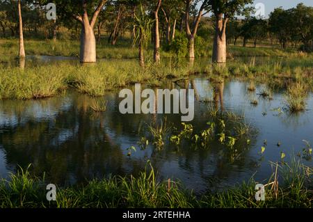 Boab-Bäume (Adansonia gregorii) spiegeln sich im Wasser im Kakadu-Nationalpark; Northern Territory, Australien Stockfoto