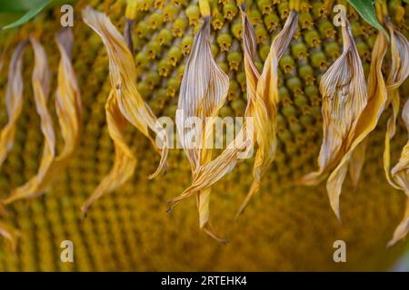 Sonnenblume (Helianthus annuus) verwelkte am Ende ihres Lebenszyklus; Port Alberni, British Columbia, Kanada Stockfoto