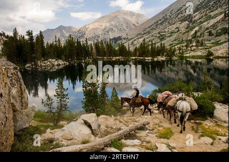 Die Pferde werden durch das Sixty Lake Basin im Kings Canyon National Park, Kalifornien, USA, geführt Stockfoto