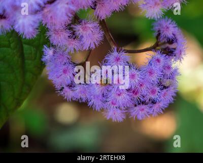 Eine Fülle von violetten Nebelblumen, die im Frühling eine belebte Biene anziehen, australischer Garten Stockfoto