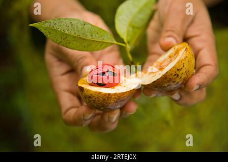 Frische Muskatnuss, die auf einem Bauernhof in Kerala, Indien, angebaut wird; Kerala, Indien Stockfoto