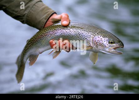 Fischer mit einer frisch gefangenen Regenbogenforelle (Oncorhynchus mykiss) im Wood-Tikchick State Park, Alaska, USA; Alaska, USA Stockfoto