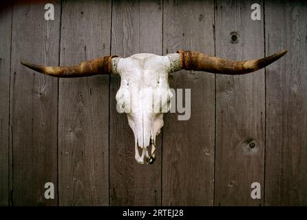 Rinderschädel mit Hörnern hängt an einer Holzwand; Umnak Island, Aleutian Islands, Alaska, Vereinigte Staaten von Amerika Stockfoto