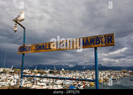 Seagull sitzt auf einem Schild zum Small Boat Harbor in Homer, Alaska, USA; Homer, Alaska, Vereinigte Staaten von Amerika Stockfoto