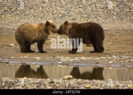 Braunbären (Ursus arctos gyas) auf der Alaska Halbinsel in der Hallo Bay im Katmai National Park and Preserve, Alaska, USA; Alaska, Vereinigte Staaten von Amerika Stockfoto