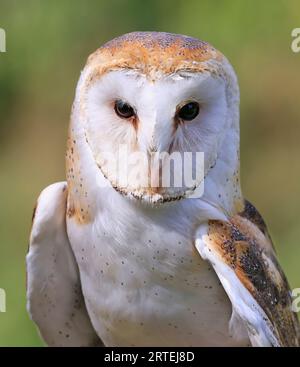 Barn Owl Portrait auf grünem und gelbem Hintergrund, Quebec, Kanada Stockfoto